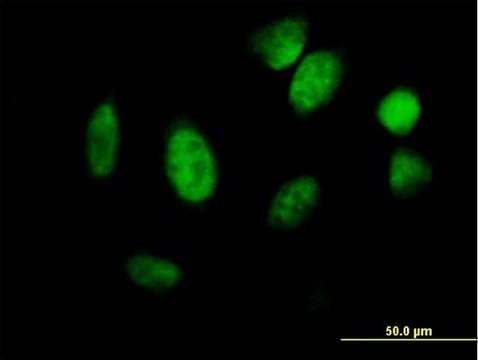 Anti-ID1 antibody produced in mouse purified immunoglobulin, buffered aqueous solution