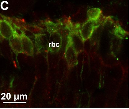 Anti-Protein Kinase&#160;C&#945; antibody produced in rabbit whole antiserum