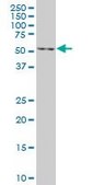 Monoclonal Anti-EN1 antibody produced in mouse clone 3G9, purified immunoglobulin, buffered aqueous solution