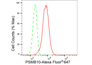 Anti PSMB10 Antibody, clone 23GB2170, Rabbit Monoclonal clone 23GB2170, recombinant rabbit monoclonal, expressed in HEK293 cells