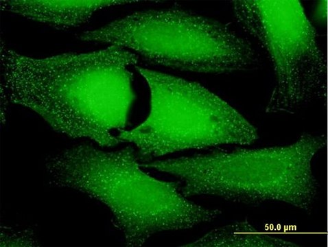 Anti-ANKFY1 antibody produced in mouse purified immunoglobulin, buffered aqueous solution