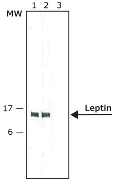 抗-瘦素 兔抗 affinity isolated antibody, buffered aqueous solution