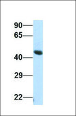 Anti-FOXA2 antibody produced in rabbit affinity isolated antibody
