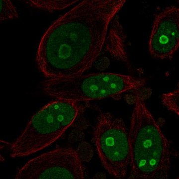 Anti-BOP1 antibody produced in rabbit Prestige Antibodies&#174; Powered by Atlas Antibodies, affinity isolated antibody