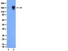 Anti-phospho-EGFR (Tyr1069) Antibody from rabbit, purified by affinity chromatography