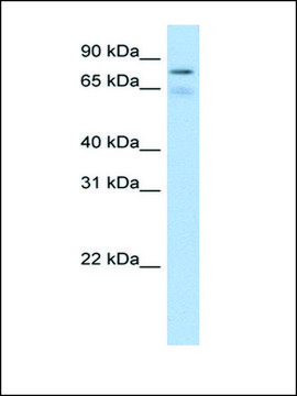 Anti-BRD4 antibody produced in rabbit affinity isolated antibody