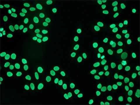 抗 人 IgG（Fc 特异性）&#8722; FITC 山羊抗 affinity isolated antibody, buffered aqueous solution