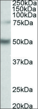 Anti-ULK3 (C-terminal) antibody produced in goat affinity isolated antibody, buffered aqueous solution