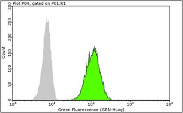 Anti-Calreticulin Antibody, clone 16B11.1 clone 16B11.1, from mouse