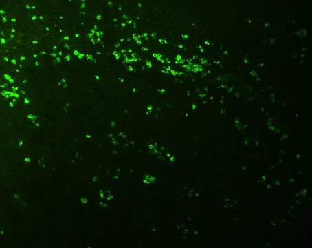 抗生物素-FITC 抗体，小鼠单克隆抗体 clone BN-34, purified from hybridoma cell culture