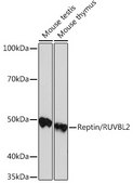 Anti-Reptin/RUVBL2 Antibody, clone 3U4L10, Rabbit Monoclonal