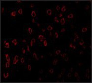 Anti-SCF antibody produced in rabbit affinity isolated antibody, buffered aqueous solution
