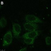Anti-Dynein Antibody, clone 74.1 ZooMAb® Mouse Monoclonal recombinant, expressed in HEK 293 cells
