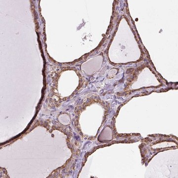 Anti-PLCG1 antibody produced in rabbit Prestige Antibodies&#174; Powered by Atlas Antibodies, affinity isolated antibody, buffered aqueous glycerol solution