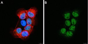 Anti-RFX7 Antibody, clone 1J22 ZooMAb® Rabbit Monoclonal recombinant, expressed in HEK 293 cells