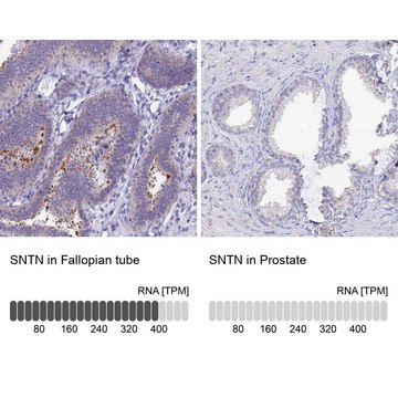 Anti-SNTN antibody produced in rabbit Prestige Antibodies&#174; Powered by Atlas Antibodies, affinity isolated antibody, buffered aqueous glycerol solution