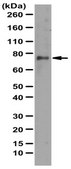 Anti-Cadherin-11/OB Cadherin Antibody from rabbit, purified by affinity chromatography