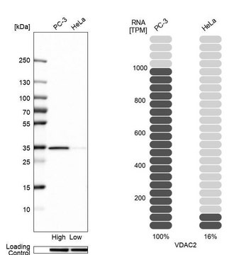 Anti-VDAC2 antibody produced in rabbit Prestige Antibodies&#174; Powered by Atlas Antibodies, affinity isolated antibody, buffered aqueous glycerol solution