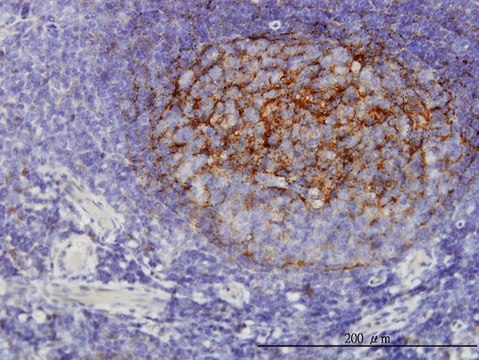 Monoclonal Anti-QPRT antibody produced in mouse clone 5D11, purified immunoglobulin, buffered aqueous solution