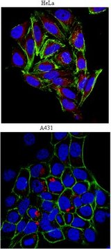 Anti-Heparan Sulfate Proteoglycan (Perlecan) Antibody, clone A7L6 clone A7L6, from rat