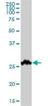 抗- BDNF 小鼠抗 purified immunoglobulin, buffered aqueous solution