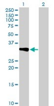 Anti-CRHBP antibody produced in mouse purified immunoglobulin, buffered aqueous solution