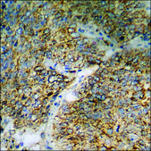 Anti-phospho-BAD (pSer112) antibody produced in rabbit affinity isolated antibody