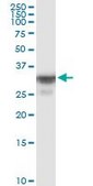Anti-OR8B8 antibody produced in mouse purified immunoglobulin, buffered aqueous solution