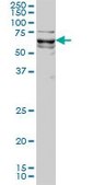 Monoclonal Anti-KLF11 antibody produced in mouse clone 8F4, purified immunoglobulin, buffered aqueous solution