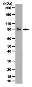 Anti-Beta Pix, SH3 Domain Antibody from rabbit, purified by affinity chromatography