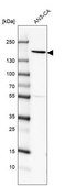 Anti-PEX1 antibody produced in rabbit Prestige Antibodies® Powered by Atlas Antibodies, affinity isolated antibody, buffered aqueous glycerol solution