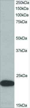 Anti-ASC/TMS1 antibody produced in goat affinity isolated antibody, buffered aqueous solution