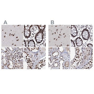 Anti-SCAF8 antibody produced in rabbit Prestige Antibodies® Powered by Atlas Antibodies, affinity isolated antibody, buffered aqueous glycerol solution
