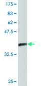Monoclonal Anti-PVRL3 antibody produced in mouse clone 1D1, purified immunoglobulin, buffered aqueous solution