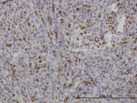 ANTI-FGR antibody produced in mouse clone 4C12, purified immunoglobulin, buffered aqueous solution