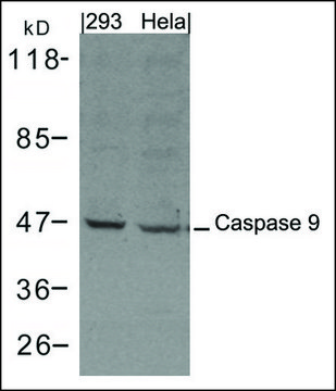 Anti-Caspase 9 antibody produced in rabbit affinity isolated antibody