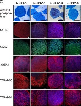 抗-TRA-1-60抗体，克隆TRA-1-60 clone TRA-1-60, Chemicon&#174;, from mouse