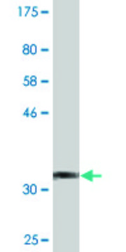 Monoclonal Anti-PKHD1L1 antibody produced in mouse clone 1F5, purified immunoglobulin, buffered aqueous solution