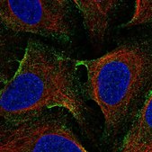 Anti-EHD1 antibody produced in rabbit Prestige Antibodies® Powered by Atlas Antibodies, affinity isolated antibody