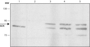 Monoclonal Anti-EPS8 antibody produced in mouse clone EPS8-2, purified from hybridoma cell culture