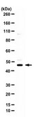 Anti-Surfactant Protein D from rabbit, purified by affinity chromatography