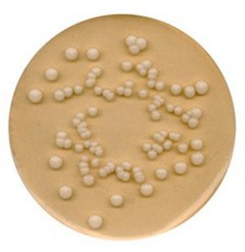 Potato Dextrose Agar Recommended for the isolation of yeasts and molds, NutriSelect&#174; Basic