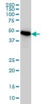 Monoclonal Anti-PSMC3 antibody produced in mouse clone 1B9, purified immunoglobulin, buffered aqueous solution