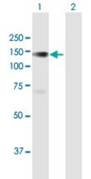 Anti-PLK4 antibody produced in mouse purified immunoglobulin, buffered aqueous solution