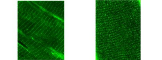 Anti-Obscurin Antibody, clone 5H10A clone 5H10A, from mouse