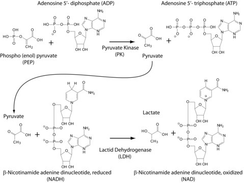 丙酮酸激酶/乳酸脱氢酶 来源于兔肌肉 For the Determination of ADP, buffered aqueous glycerol solution