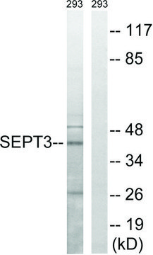 Anti-SEPT3 antibody produced in rabbit affinity isolated antibody