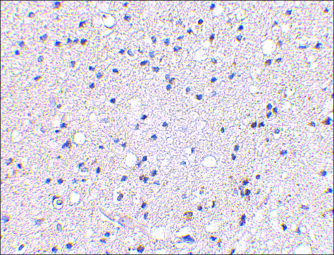 Anti-Grik4 (ab1) antibody produced in rabbit affinity isolated antibody, buffered aqueous solution