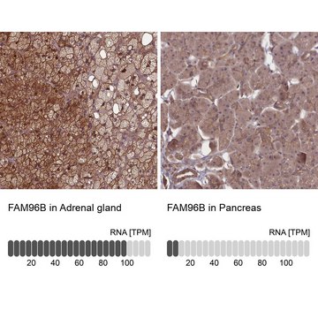 Anti-FAM96B antibody produced in rabbit Prestige Antibodies&#174; Powered by Atlas Antibodies, affinity isolated antibody, buffered aqueous glycerol solution