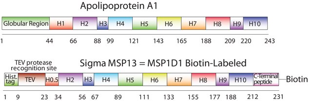 Membrane Scaffold Protein 1D1 BTN recombinant, expressed in E. coli, Biotin labeled